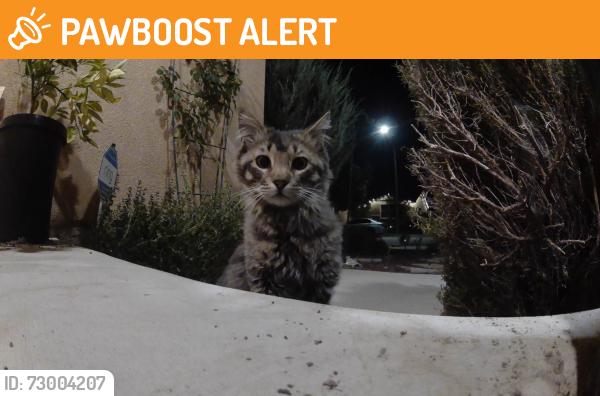 Found/Stray Unknown Cat last seen Marin Fields Rd, Riverside County, CA 92596