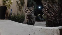 Found/Stray Unknown Cat last seen Marin Fields Rd, Riverside County, CA 92596