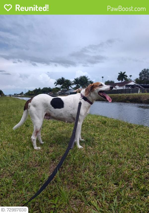 Reunited Female Dog last seen Near NW 13th St, Miami, FL 33126, USA, Miami, FL 33126