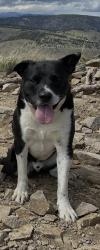 Reunited Male Dog last seen Gold Lake Road & road 376, Ward, CO 80302