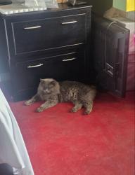 Lost Male Cat last seen Avalon , Avondale, AZ 85392