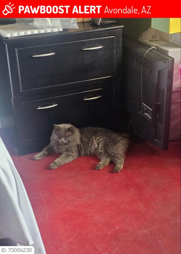Lost Male Cat last seen Avalon , Avondale, AZ 85392