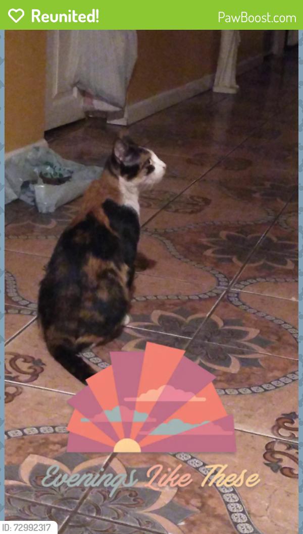 Reunited Female Cat last seen S Marshfield Ave., Chicago, IL 60609