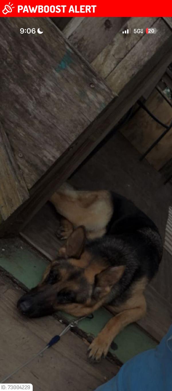 Lost Female Dog last seen Near Bob Sikes Blvd, Fort Walton Beach, FL 32547