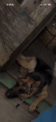 Lost Female Dog last seen Near Bob Sikes Blvd, Fort Walton Beach, FL 32547
