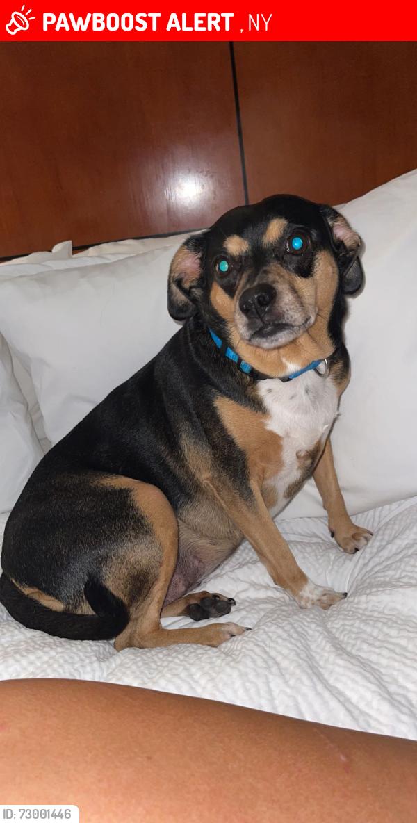 Lost Male Dog last seen New York State, Edinburg, NY 12134