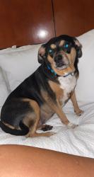 Lost Male Dog last seen New York State, Edinburg, NY 12134