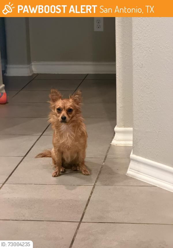 Found/Stray Female Dog last seen Edgewood Theatre, San Antonio, TX 78237