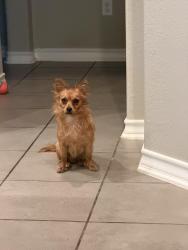 Found/Stray Female Dog last seen Edgewood Theatre, San Antonio, TX 78237