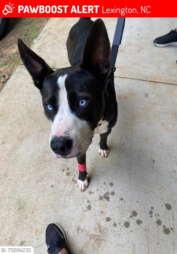 Lost Male Dog last seen Lexington nc , Lexington, NC 27295