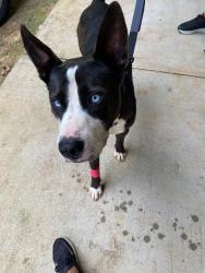 Lost Male Dog last seen Lexington nc , Lexington, NC 27295