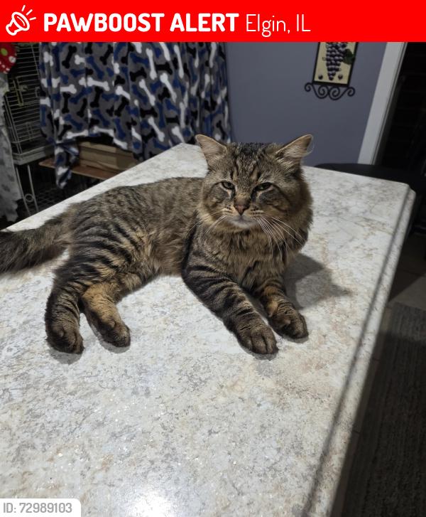 Lost Male Cat last seen Near  y Sammy st., Elgin, IL 60120