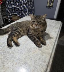 Lost Male Cat last seen Near  y Sammy st., Elgin, IL 60120