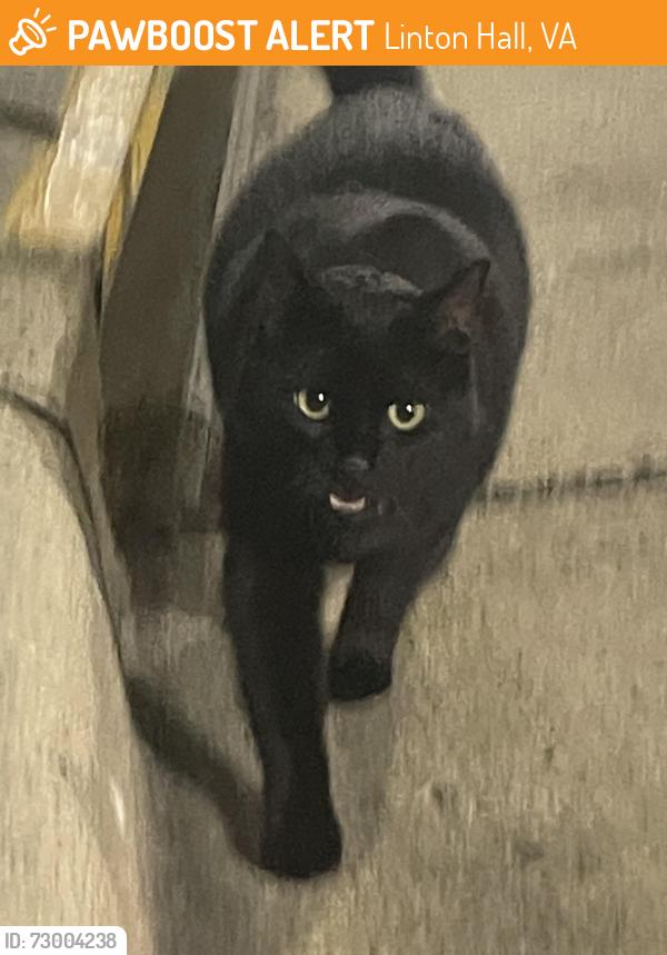 Found/Stray Unknown Cat last seen Storm drain and median near aka sushi , Linton Hall, VA 20136