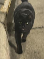 Found/Stray Unknown Cat last seen Storm drain and median near aka sushi , Linton Hall, VA 20136