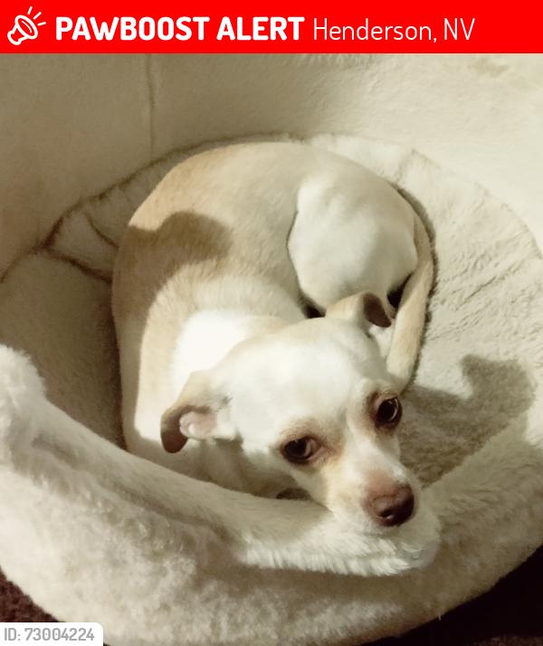 Lost Female Dog last seen Horizon drive and Greenway road in Henderson, Henderson, NV 89002