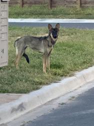 Found/Stray Female Dog last seen San Charbel St & Moore Rd, San Juan, TX 78589