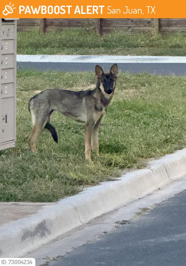 Found/Stray Female Dog last seen San Charbel St & Moore Rd, San Juan, TX 78589