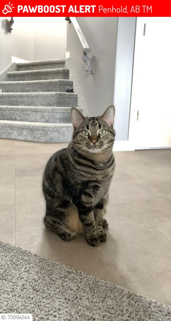 Lost Male Cat last seen Robinson Ave & Newton, Penhold, AB T0M