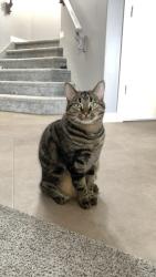 Lost Male Cat last seen Robinson Ave & Newton, Penhold, AB T0M