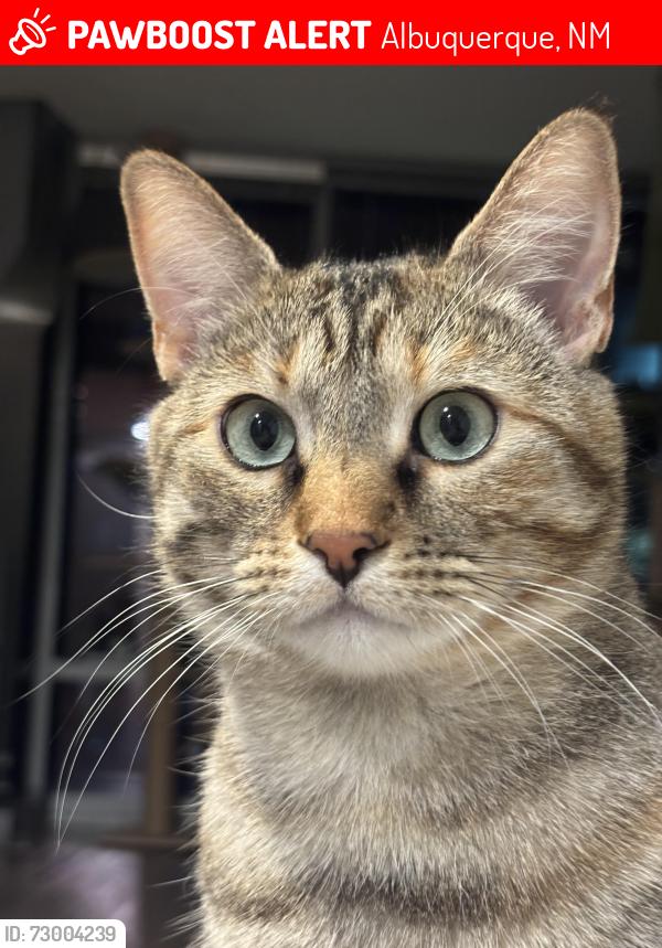Lost Female Cat last seen Andalucia on Coors across from Jinja, Albuquerque, NM 87120