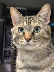 Lost Female Cat last seen Andalucia on Coors across from Jinja, Albuquerque, NM 87120