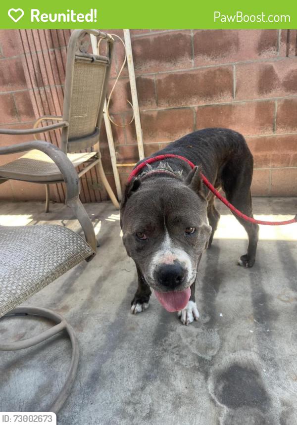 Reunited Male Dog last seen Alondra and Clark, Bellflower, CA 90706
