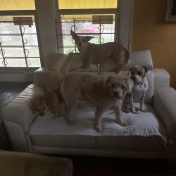 Reunited Male Dog last seen Near Truxillo St, Houston, TX 77004, USA, Houston, TX 77004