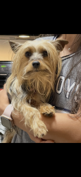 Reunited Female Dog last seen Madrid Ave & Laredo Rd, Brownsville, TX 78520