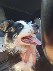 Reunited Unknown Dog last seen 8th street, Beaumont, CA 92223