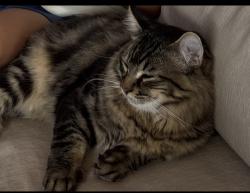 Lost Male Cat last seen Brooksleigh Dr, Roseville, CA 95747