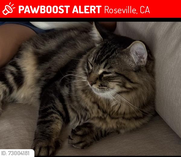 Lost Male Cat last seen Brooksleigh Dr, Roseville, CA 95747