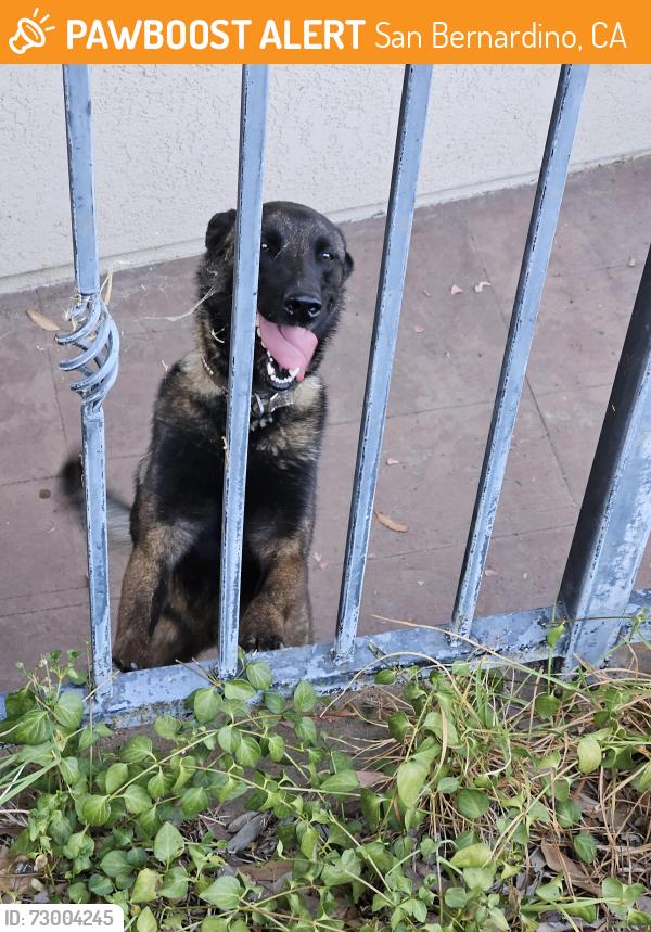 Found/Stray Unknown Dog last seen Quail Canyon Road, past the Danny Rhynes Training Center, San Bernardino, CA 92404