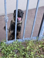 Found/Stray Unknown Dog last seen Quail Canyon Road, past the Danny Rhynes Training Center, San Bernardino, CA 92404