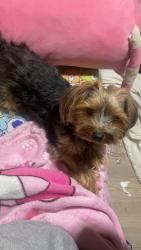 Lost Male Dog last seen My hse, Toronto, ON M2J 2T1