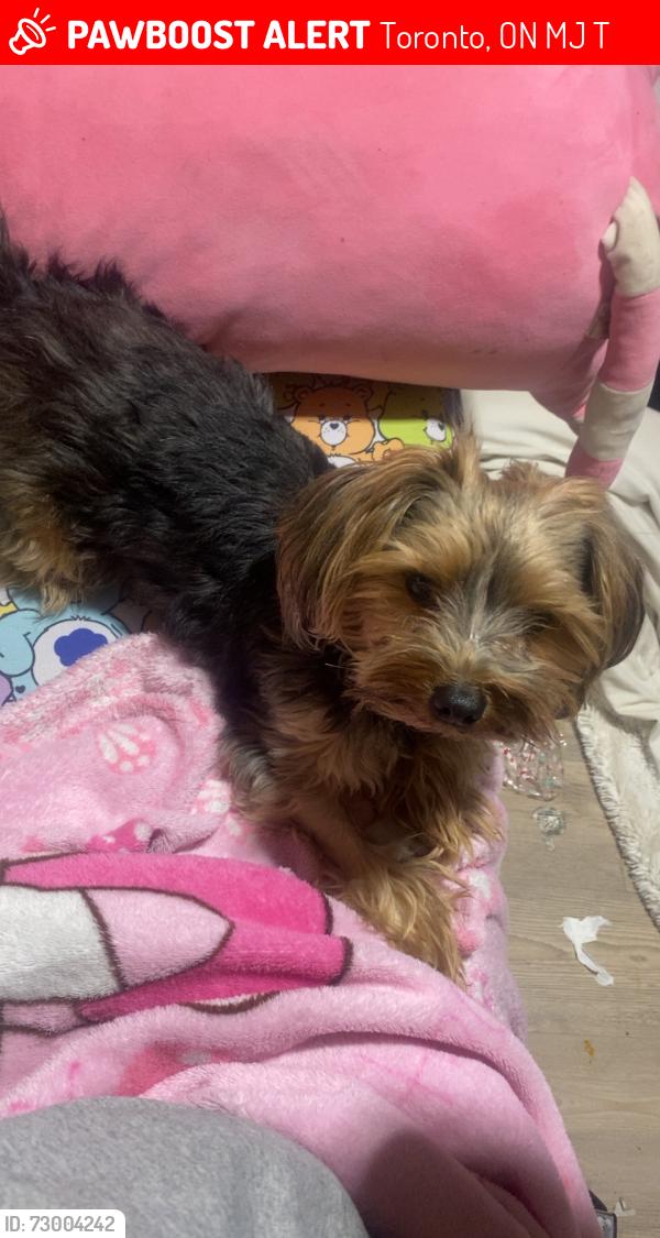 Lost Male Dog last seen My hse, Toronto, ON M2J 2T1