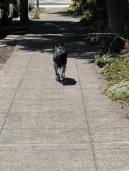 Reunited Unknown Dog last seen 61st and Hillegass, Oakland, CA 94618