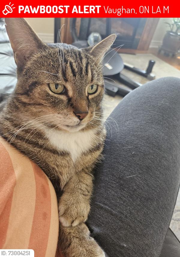 Lost Male Cat last seen Near Ascalon Drive, Vaughan, ON L6A 0M4