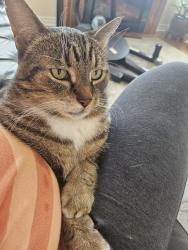 Lost Male Cat last seen Near Ascalon Drive, Vaughan, ON L6A 0M4