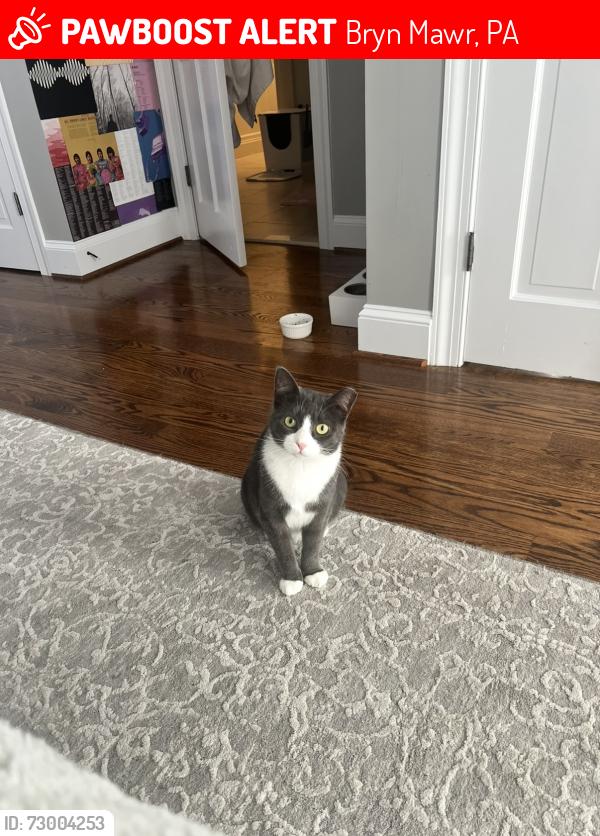 Lost Female Cat last seen Harriton road and mount pleasant , Bryn Mawr, PA 19010