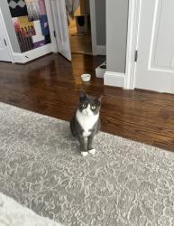Lost Female Cat last seen Harriton road and mount pleasant , Bryn Mawr, PA 19010
