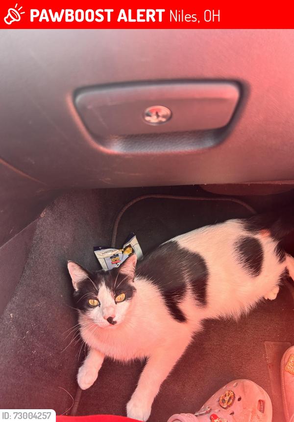 Lost Male Cat last seen Welcker Dr. NE, Niles, OH 44446