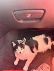 Lost Male Cat last seen Welcker Dr. NE, Niles, OH 44446