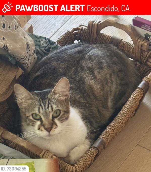 Lost Female Cat last seen Rockhoff Rd., Gary, Athens St, , Escondido, CA 92026