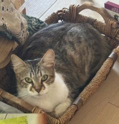 Lost Female Cat last seen Rockhoff Rd., Gary, Athens St, , Escondido, CA 92026