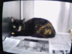 Shelter Stray Female Cat last seen CHARLOTTE, 8315 Byrum Dr, Charlotte, NC 28217, USA