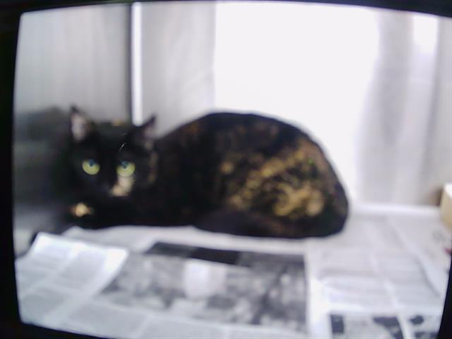 Shelter Stray Female Cat last seen CHARLOTTE, 8315 Byrum Dr, Charlotte, NC 28217, USA