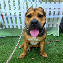 Shelter Stray Female Dog last seen Near BLOCK E SPRING ST, ONG BEACH CA, 90815, 7700 E Spring St, Long Beach, CA 90815, USA