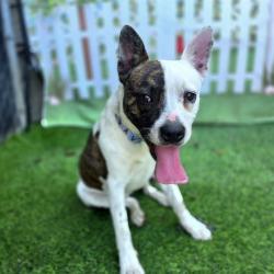 Shelter Stray Male Dog last seen Near BLOCK BLCK W PCH, LONG BEACH, CA 90806, 7700 E Spring St, Long Beach, CA 90815, USA