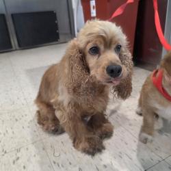 Shelter Stray Female Dog last seen Near BLOCK BLCK E OCEAN BLVD, LONG BEACH, CA 90802, 7700 E Spring St, Long Beach, CA 90815, USA